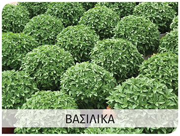 basils