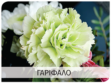 carnation