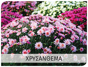 chrysanthemums