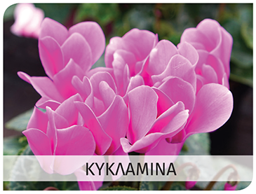 cyclamen