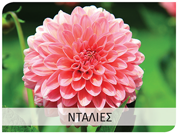 dahlia