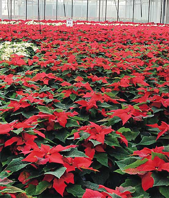 poinsetia-migkasplants