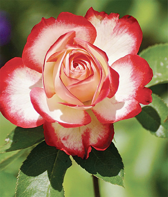 rose-poikilies-migkasplants